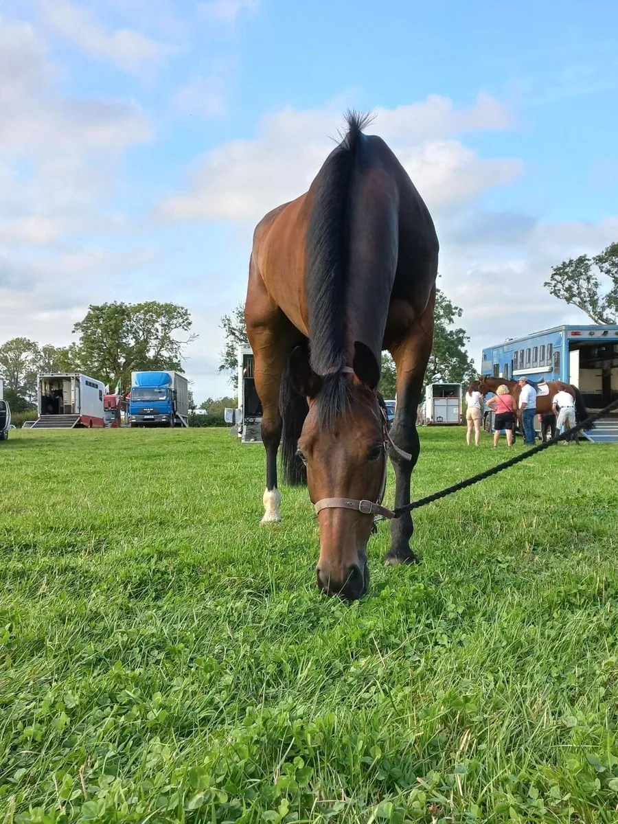 Showjumping Horse - Image 2