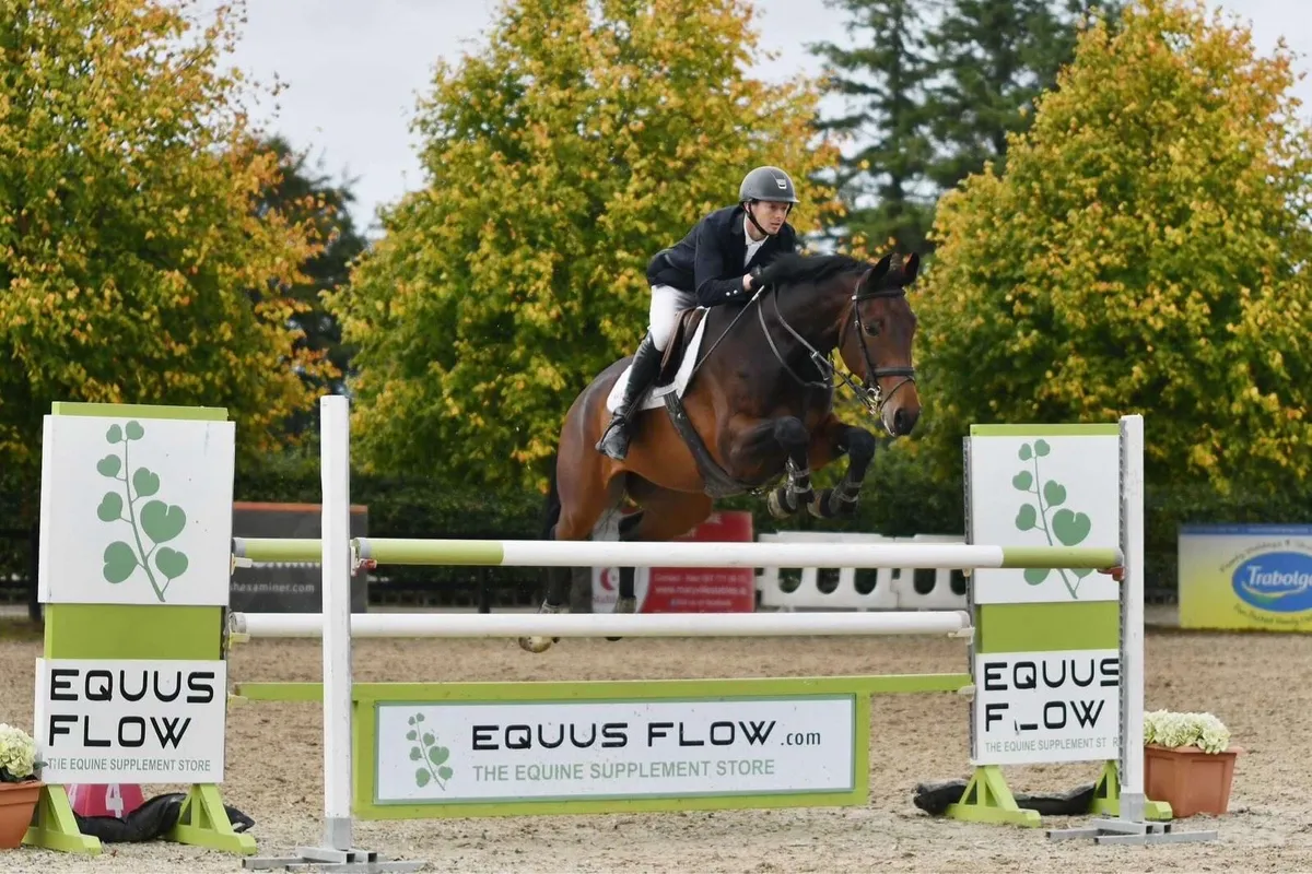 Showjumping Horse - Image 4