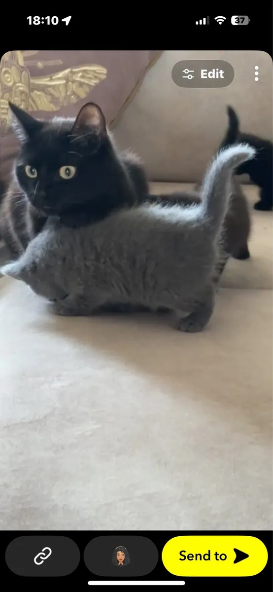 Kittens - Image 4