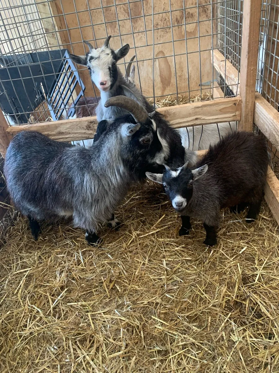 Pigmy Goats - Image 3
