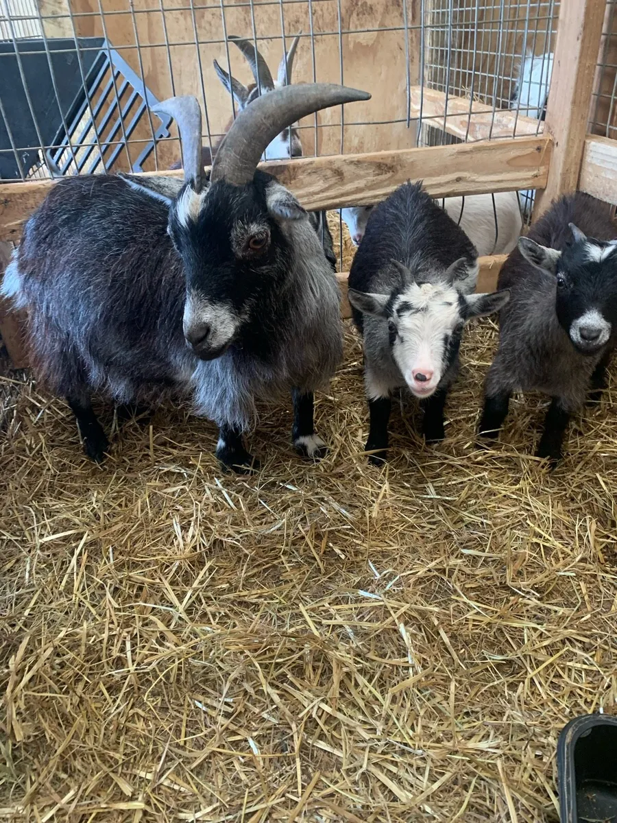 Pigmy Goats - Image 4