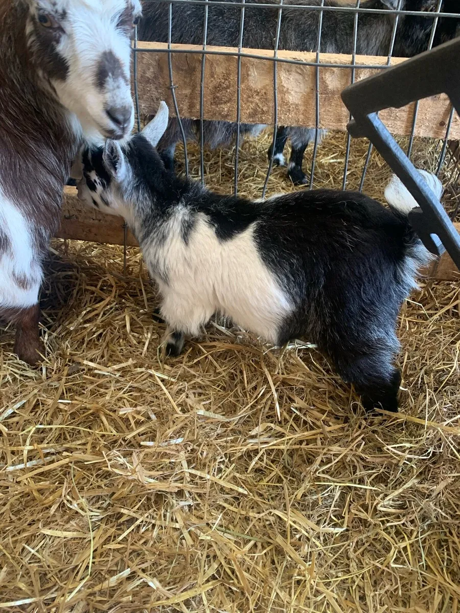 Pigmy Goats - Image 1