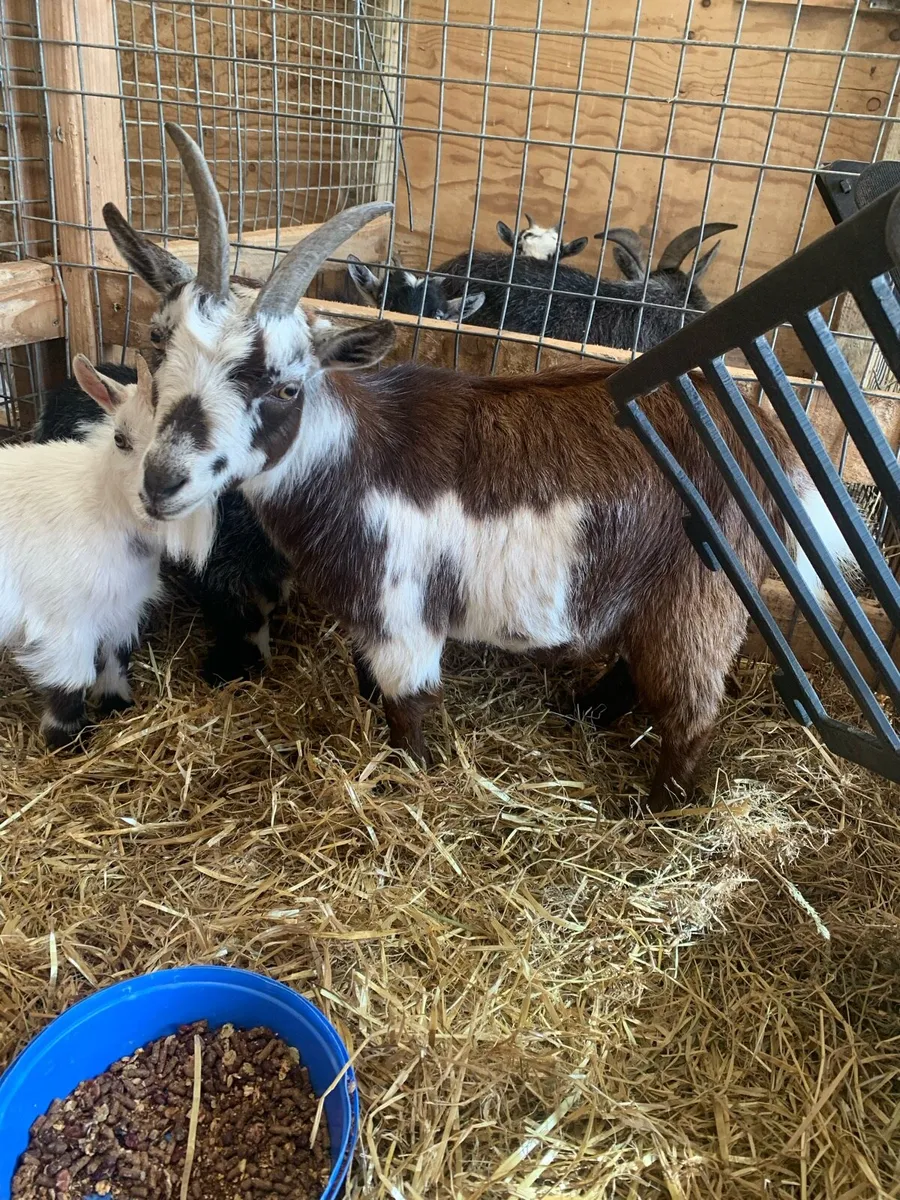 Pigmy Goats - Image 2
