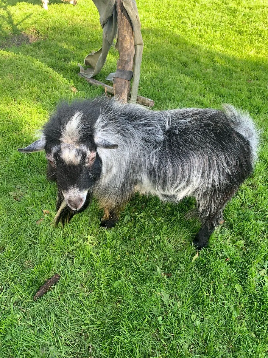 Pigmy Goats - Image 3