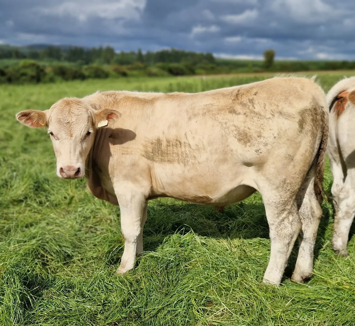 CHX Bullocks - Image 2