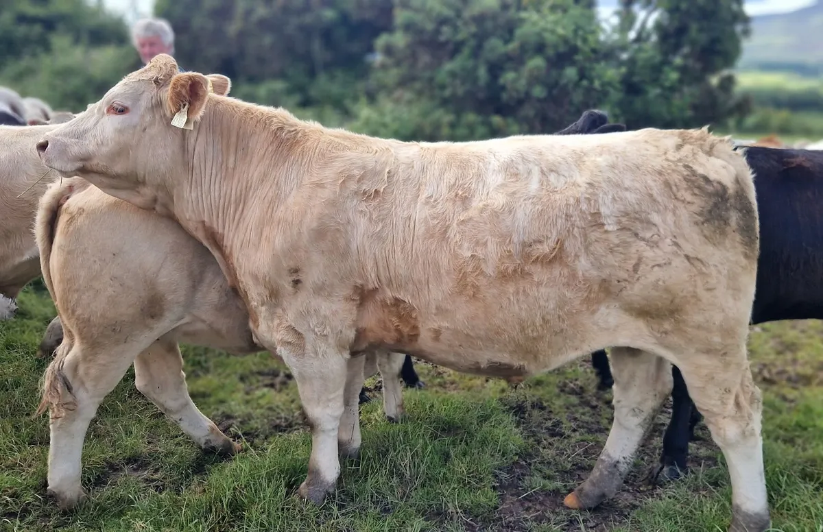 CHX Bullocks - Image 3