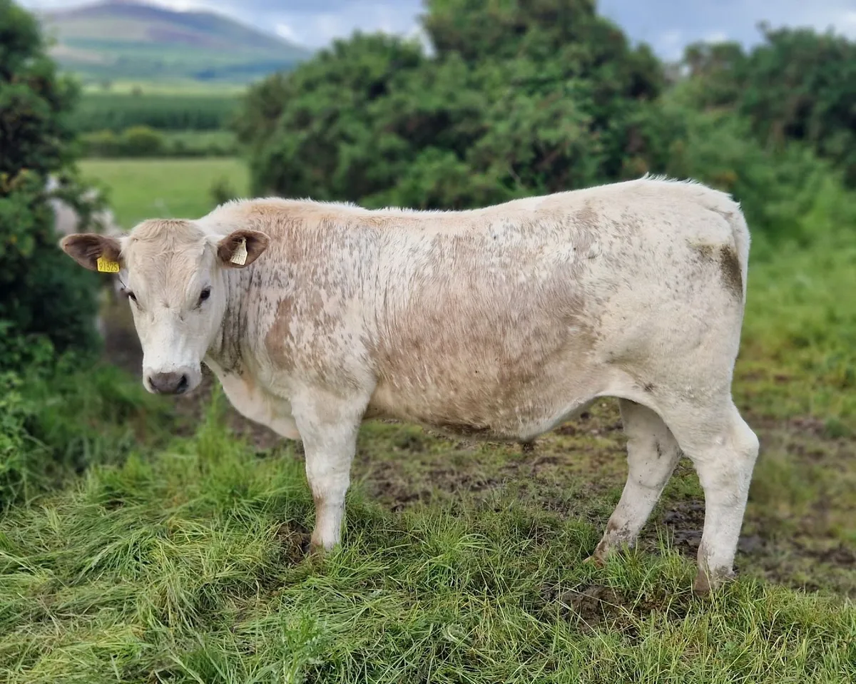 CHX Bullocks - Image 4