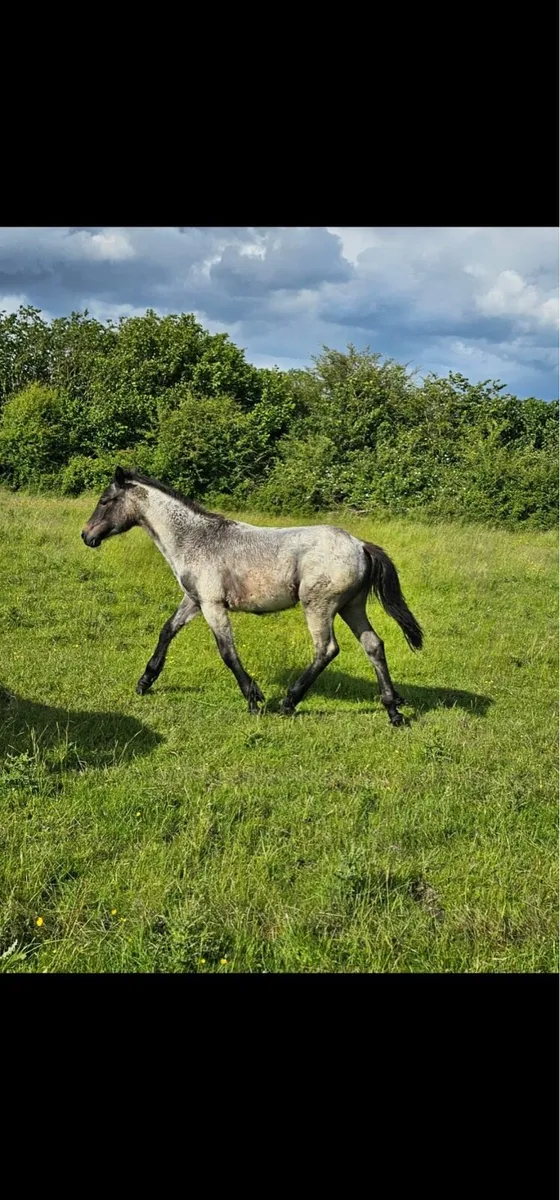 Connemara yearling filly - Image 1