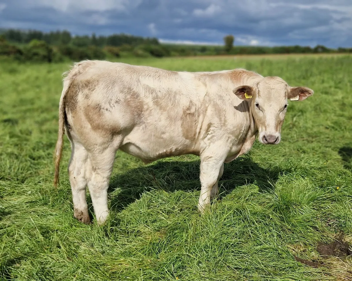 CHX Bullocks - Image 1
