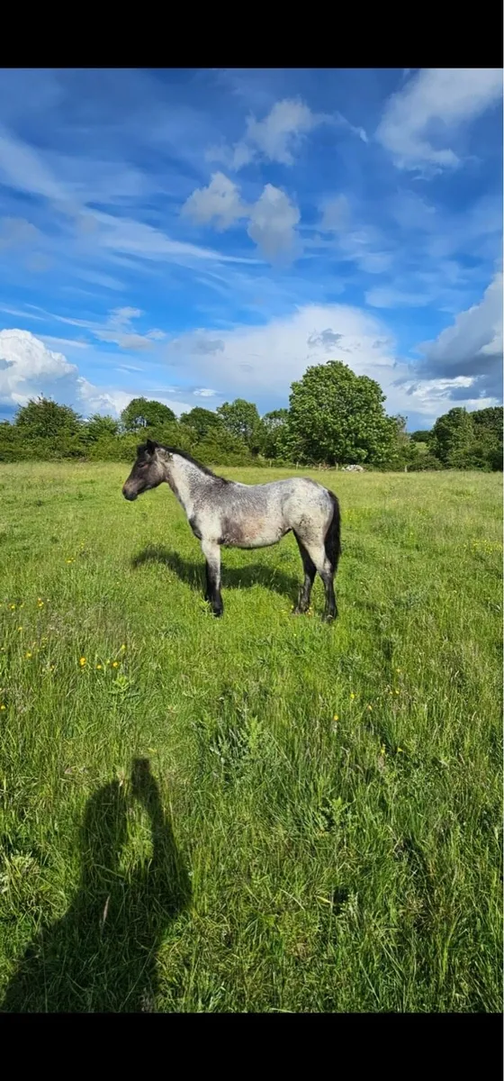 Connemara yearling filly - Image 2