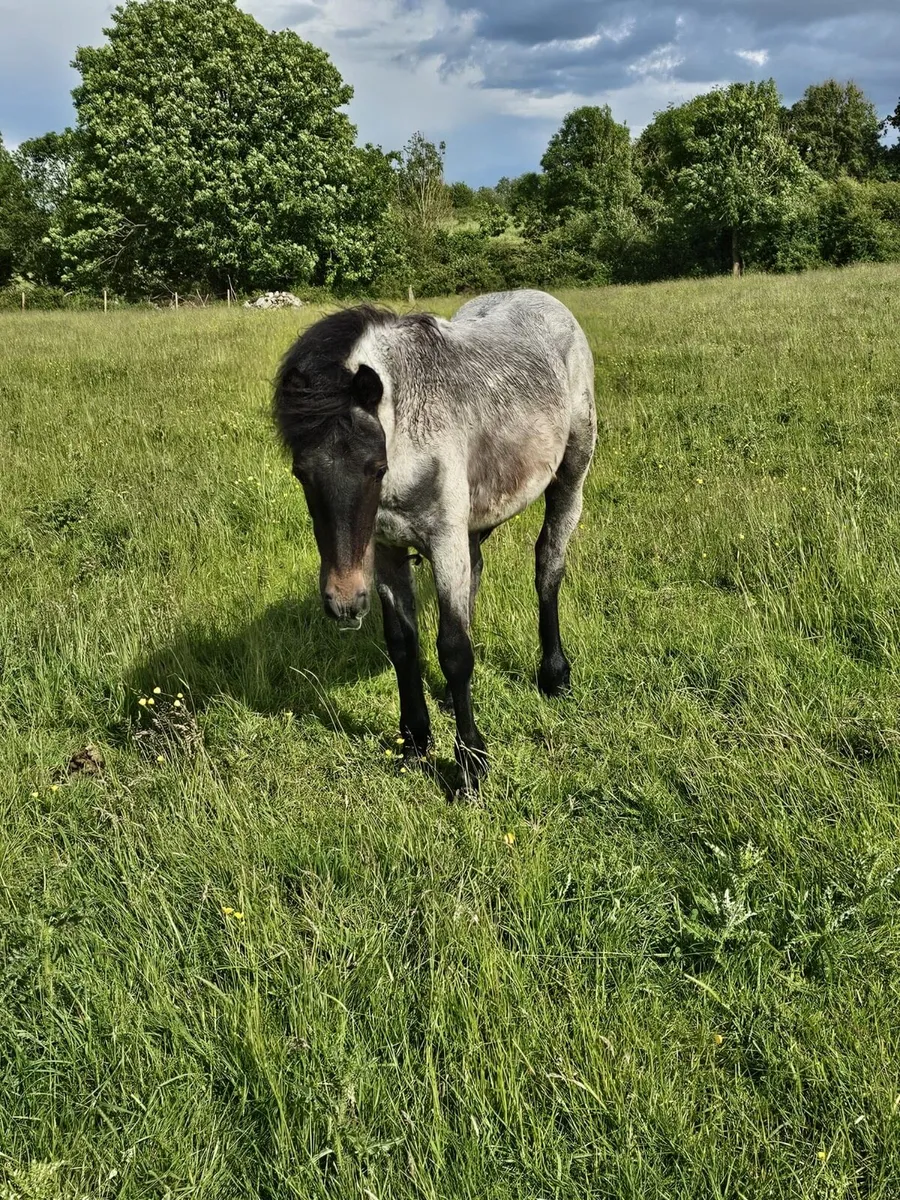 Connemara yearling filly - Image 3