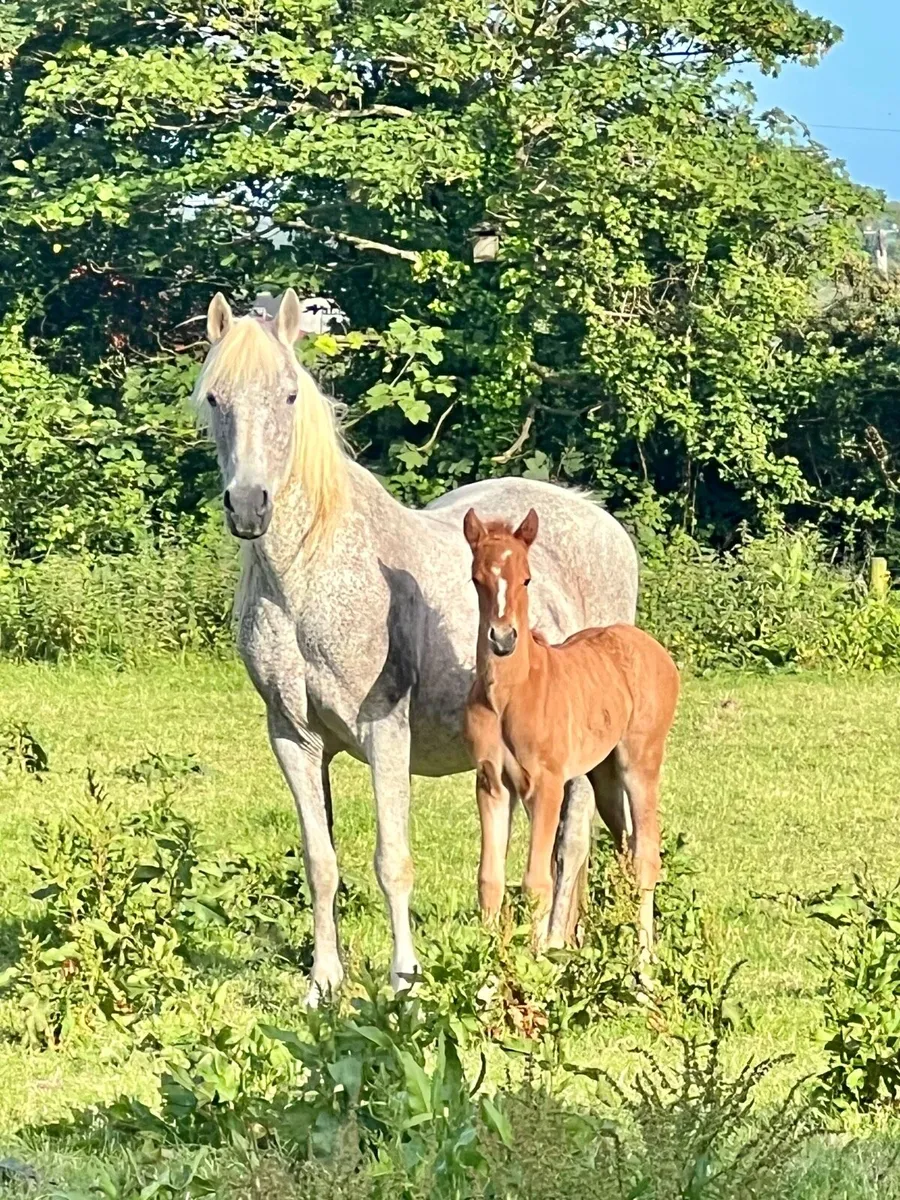 Connemara Mare and foal - Image 1