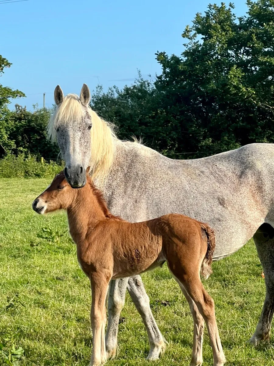Connemara Mare and foal - Image 3