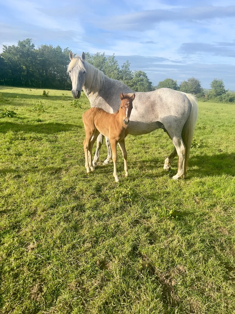Connemara Mare and foal - Image 2