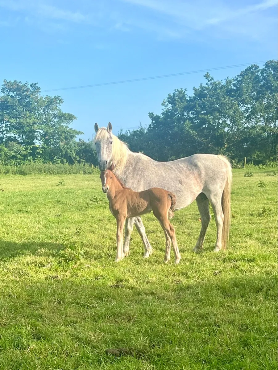 Connemara Mare and foal - Image 4