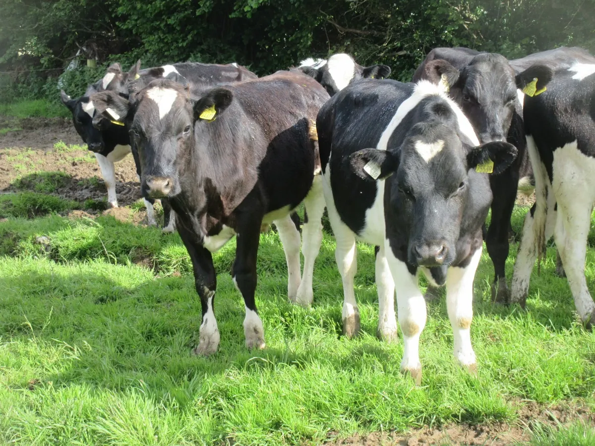 20 friesian bullocks - Image 3