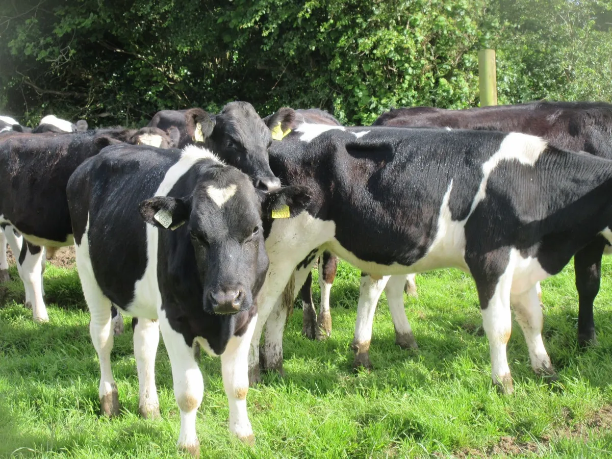 20 friesian bullocks - Image 2