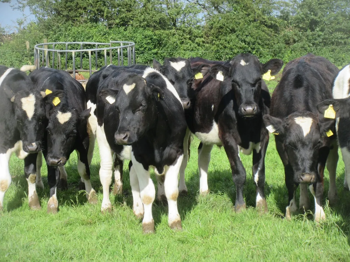 20 friesian bullocks - Image 4