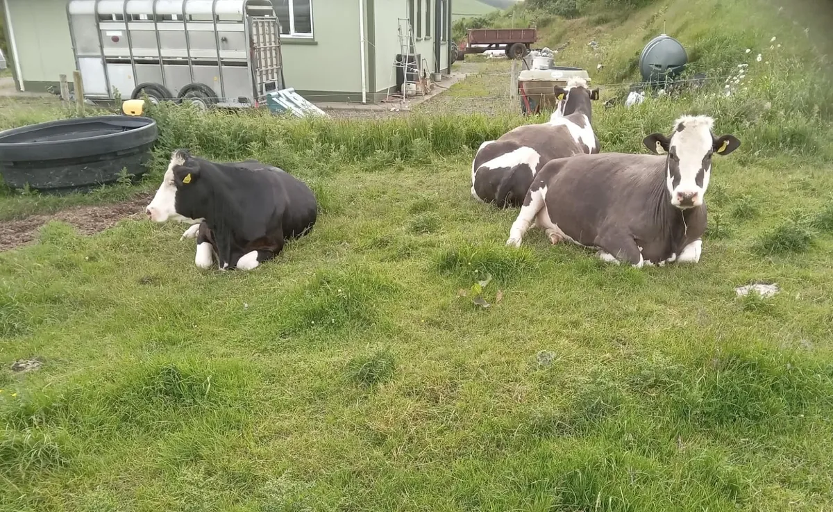 Sucklers friday 12 june roscrea mart - Image 1