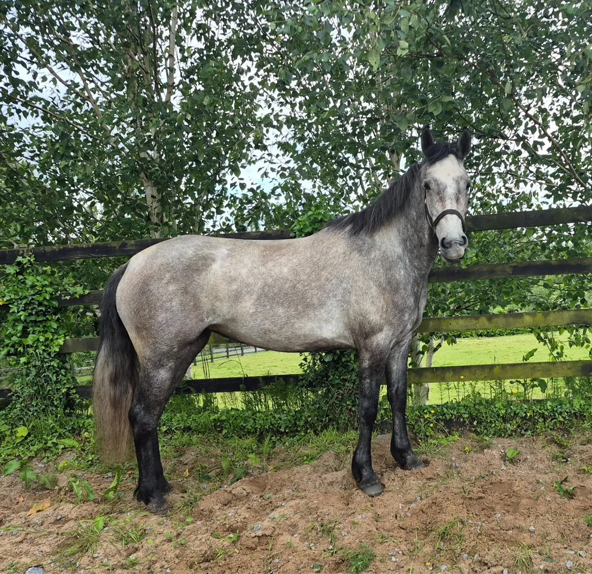 Maiden Mare for sale - Image 1