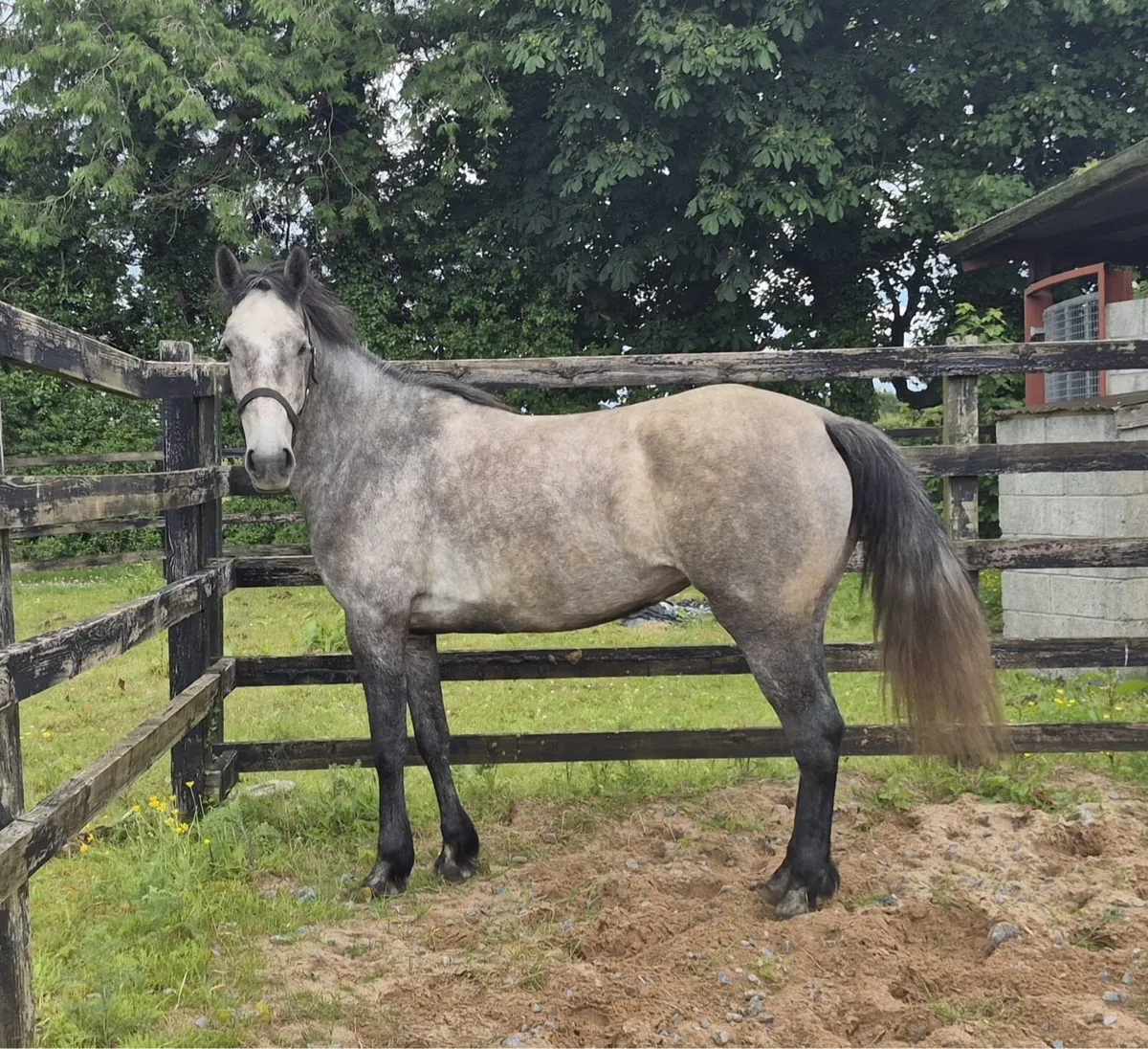Maiden Mare for sale - Image 2