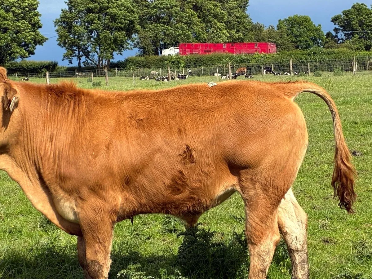 10 super 450 kg limousin bullocks - Image 2