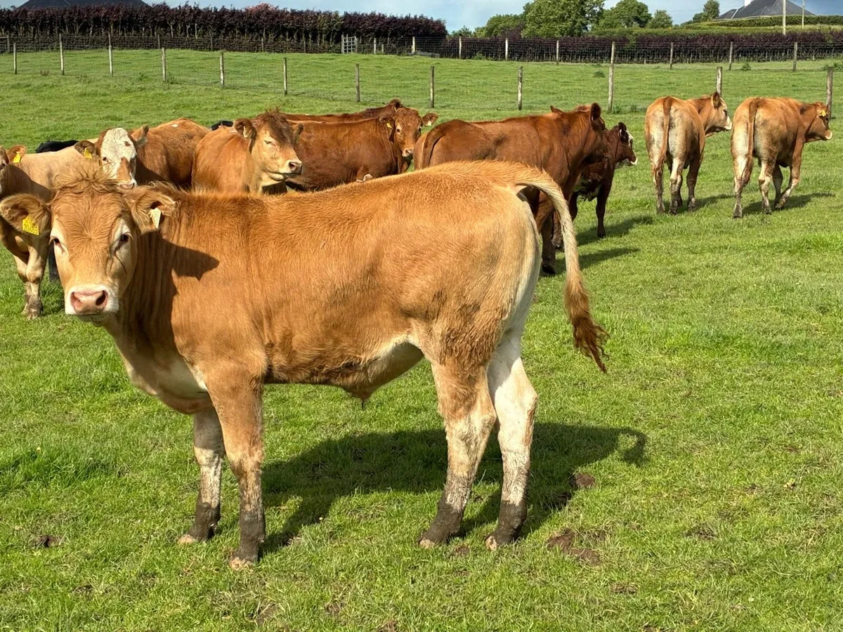10 super 450 kg limousin bullocks - Image 3