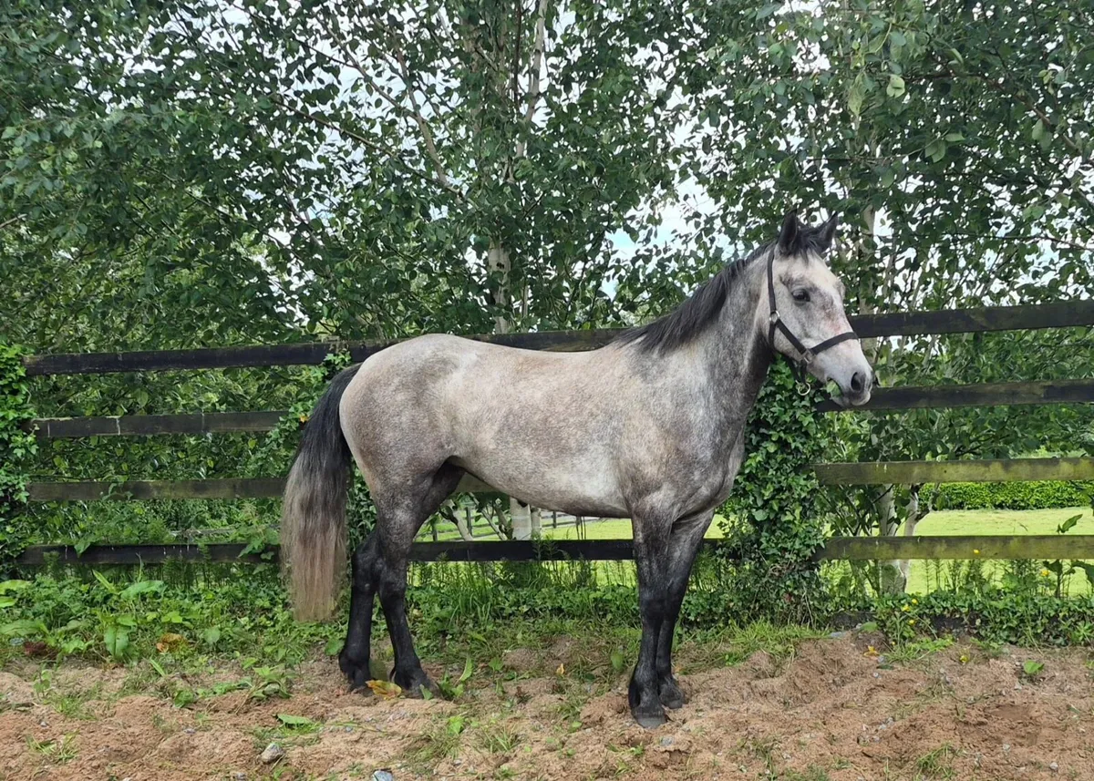 Maiden Mare for sale - Image 3