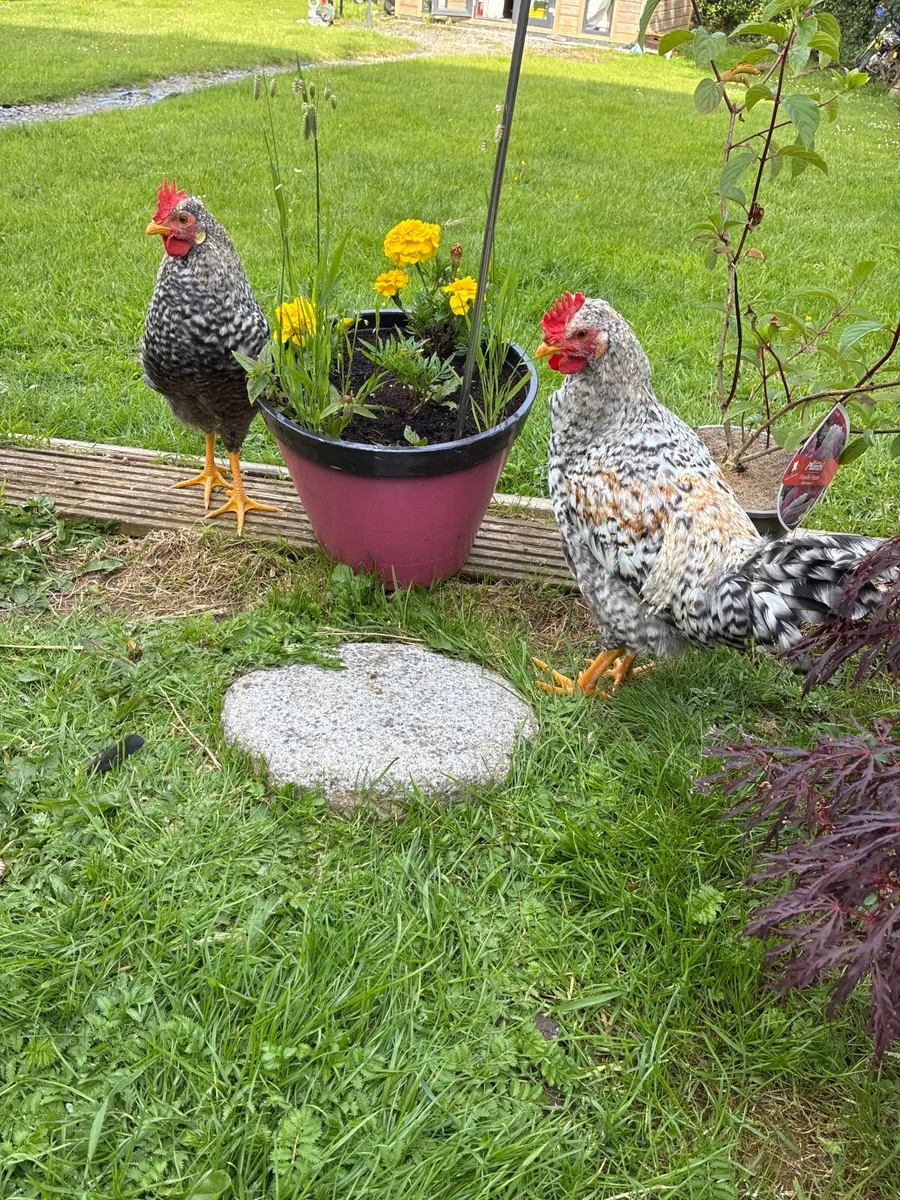 Roosters