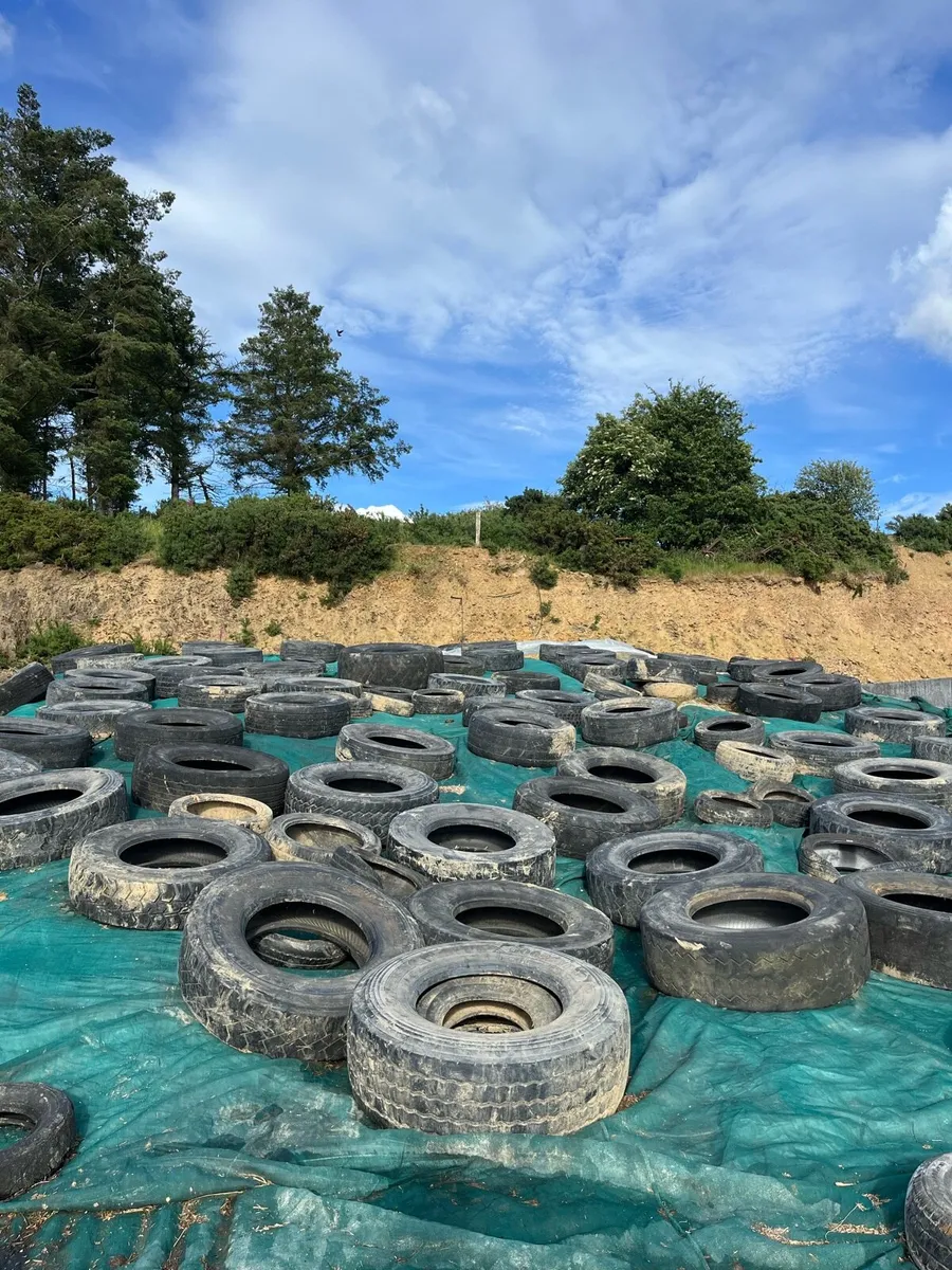 Maize silage - Image 1