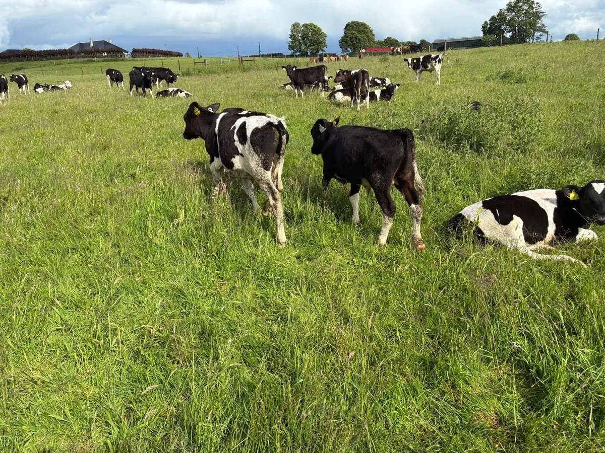 40 February born Frisian bulls - Image 3