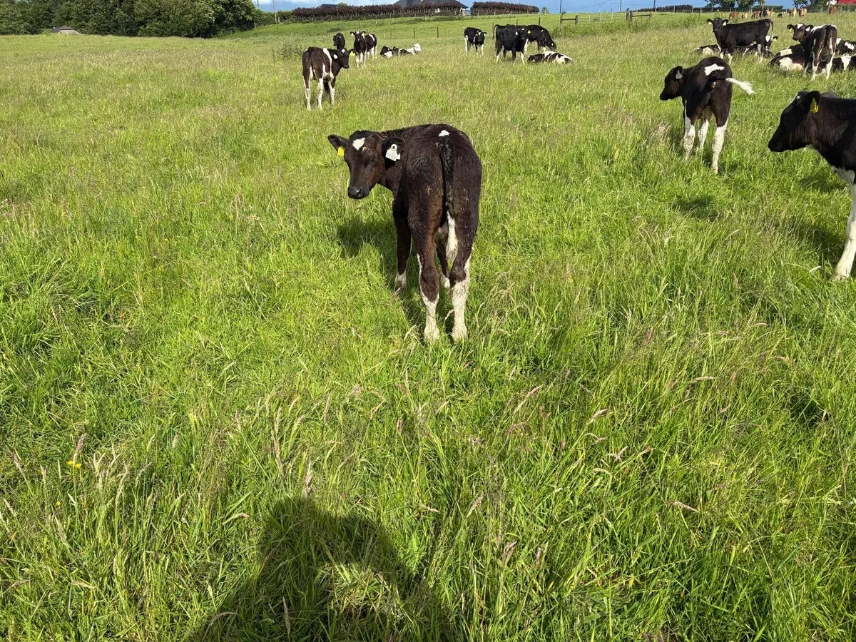 40 February born Frisian bulls - Image 4