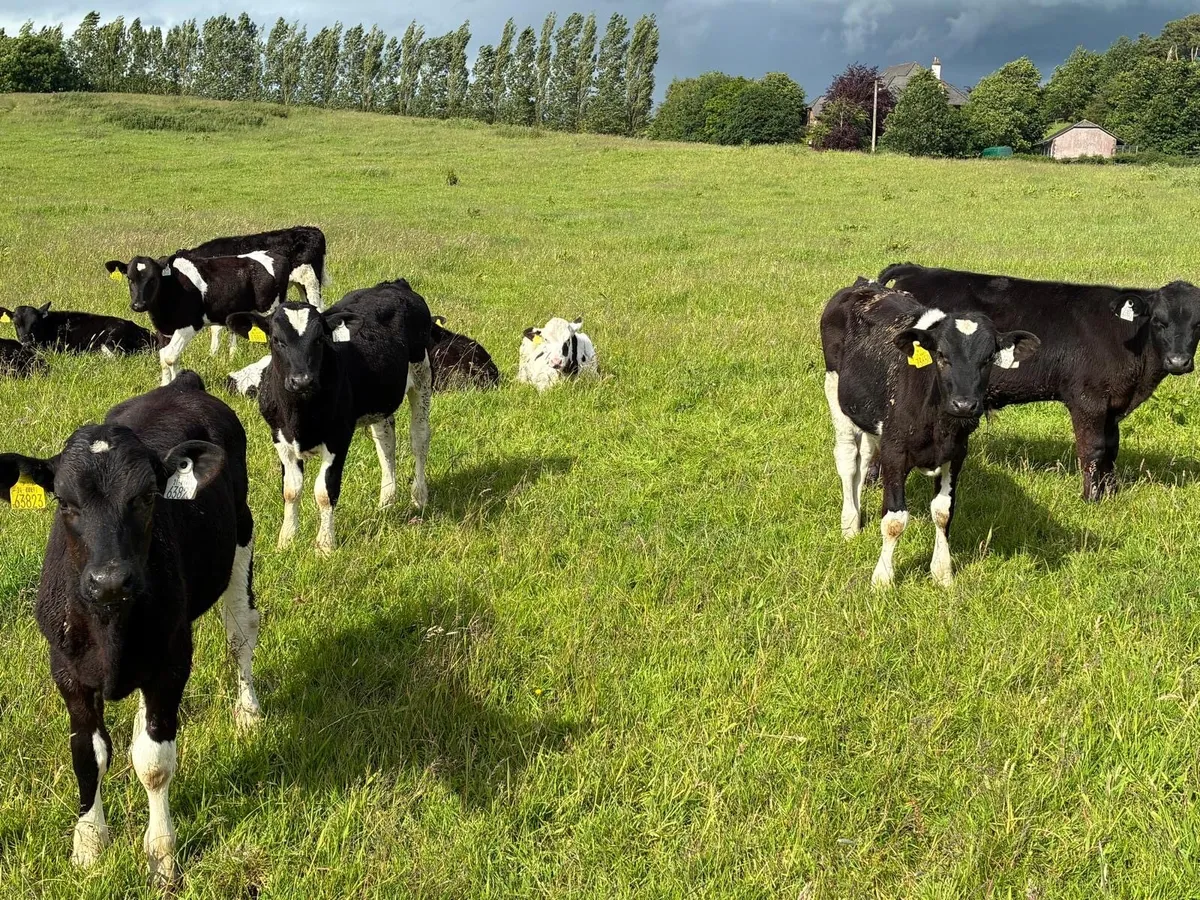 40 February born Frisian bulls - Image 1