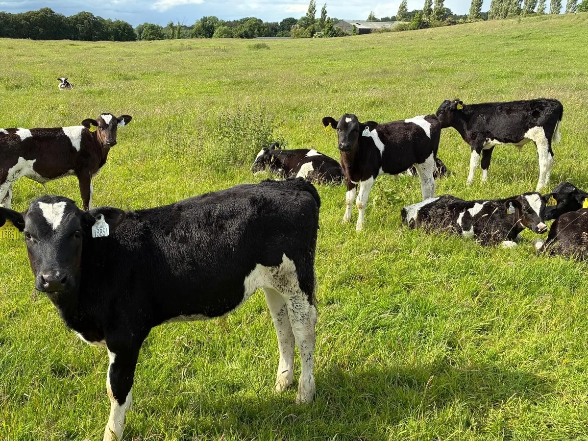 40 February born Frisian bulls - Image 2