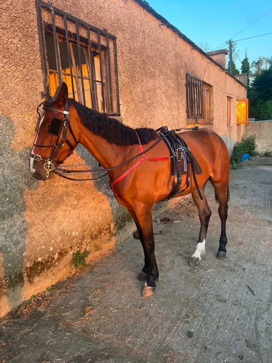 Trotting French filly 2 year old - Image 1
