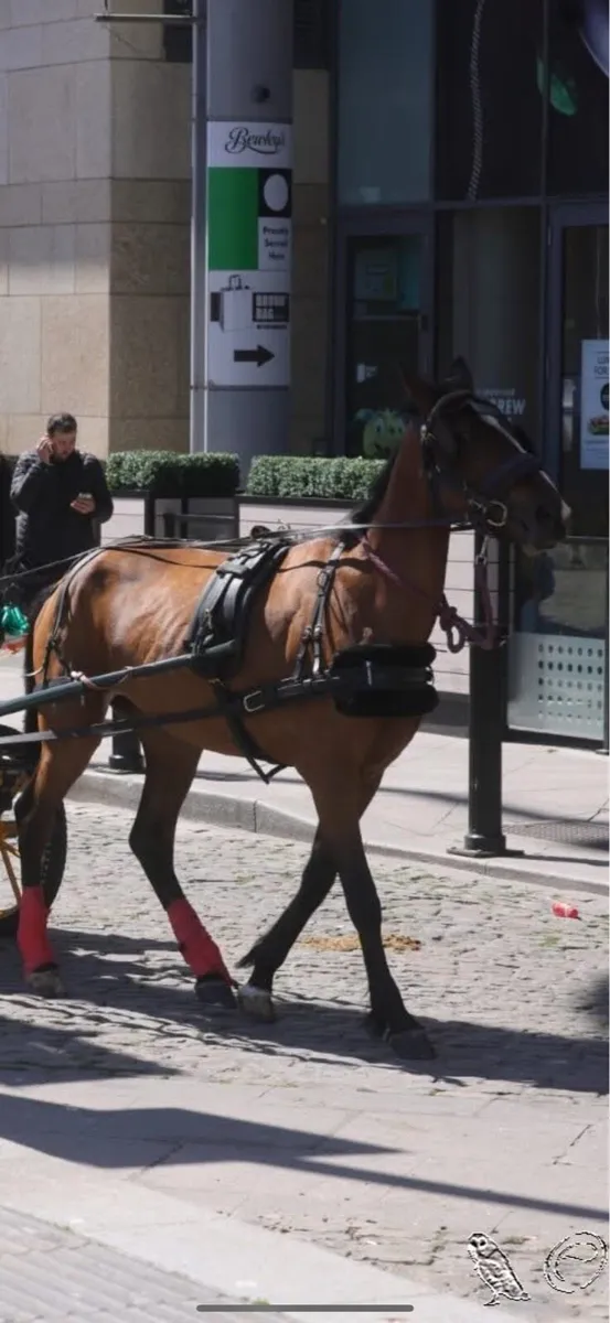 Trotting French filly 2 year old - Image 2