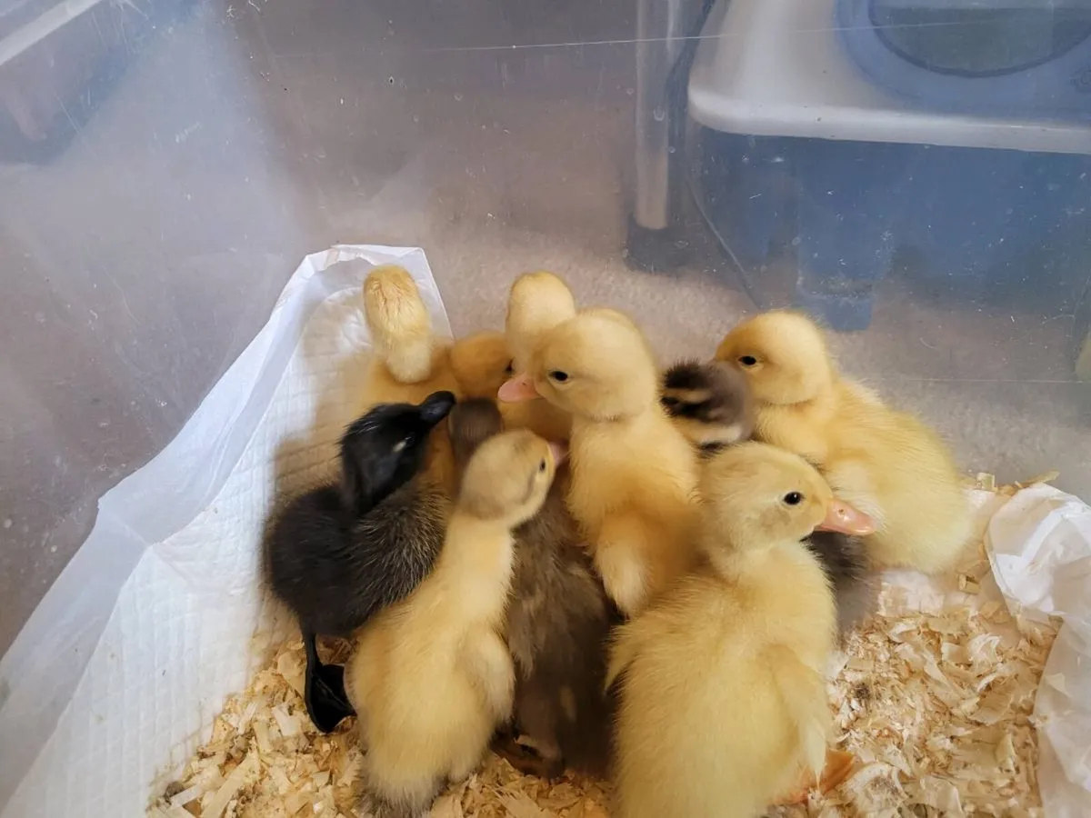 Ducklings - Image 2