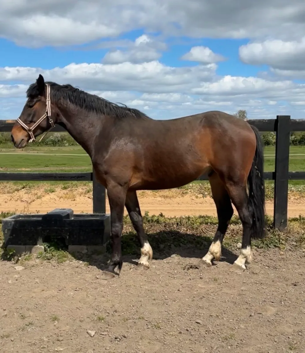 4 year old 16.3 Enaghan Cavalier gelding - Image 1
