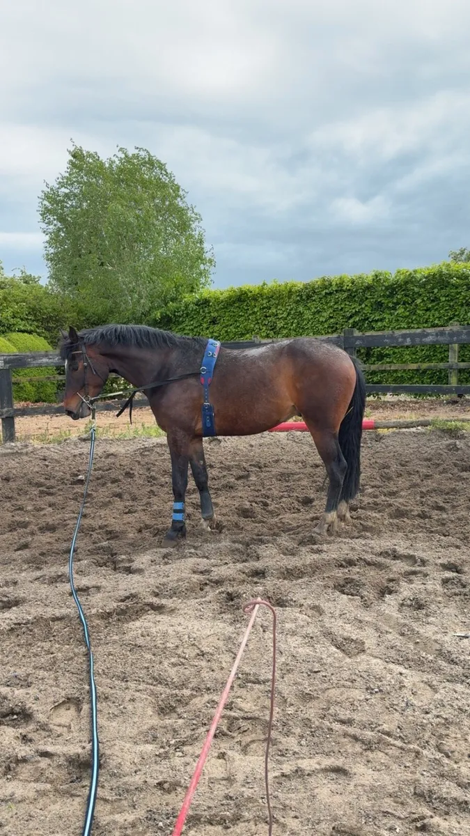 4 year old 16.3 Enaghan Cavalier gelding - Image 2