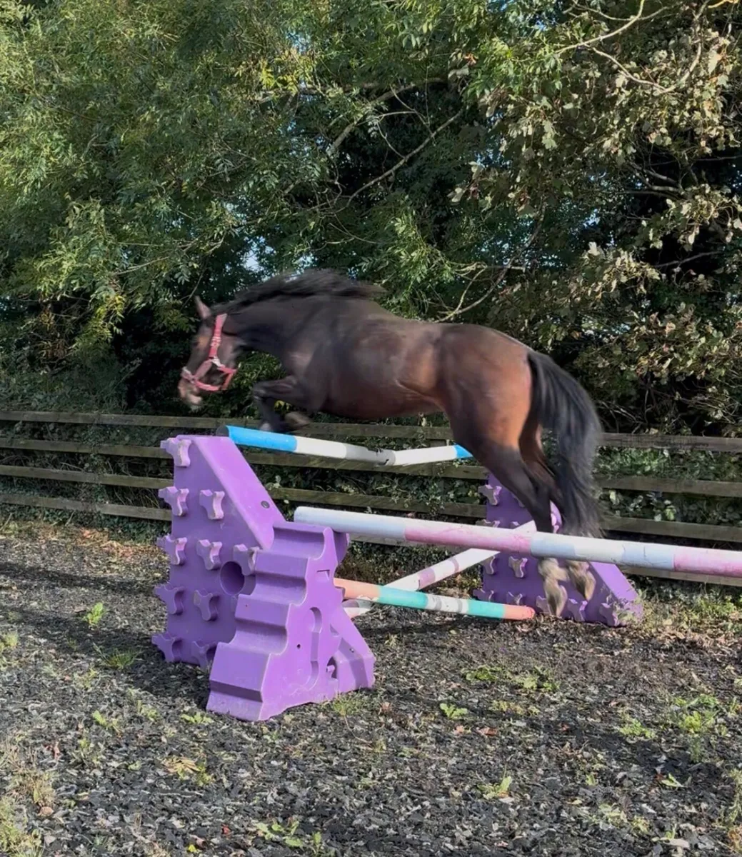 4 year old 16.3 Enaghan Cavalier gelding - Image 3