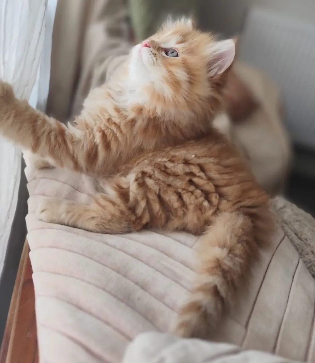 Siberian kittens - Image 1