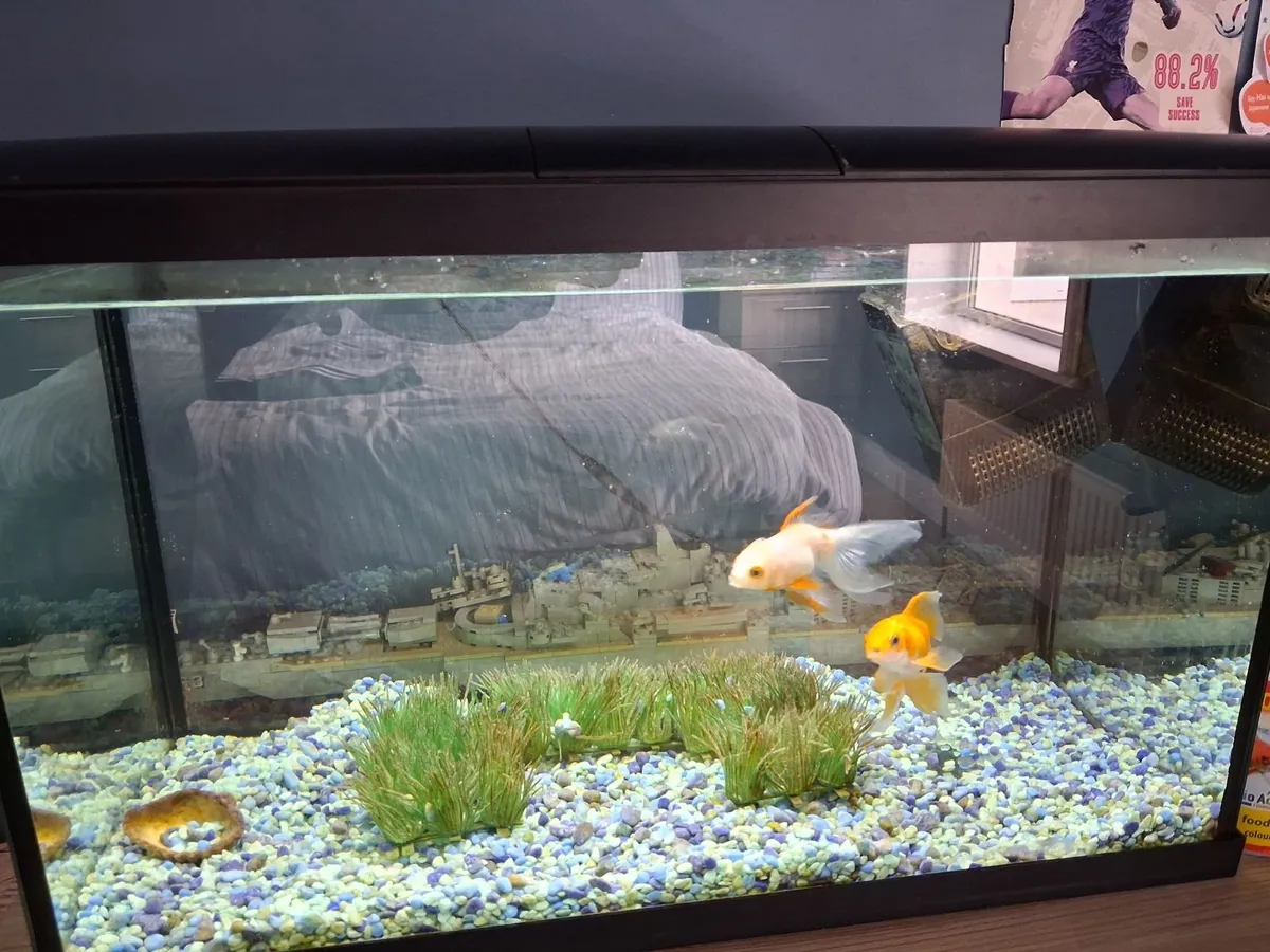 Fish Tank - Image 1