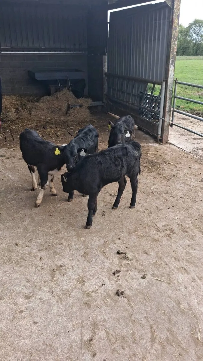 Bucket fed calves