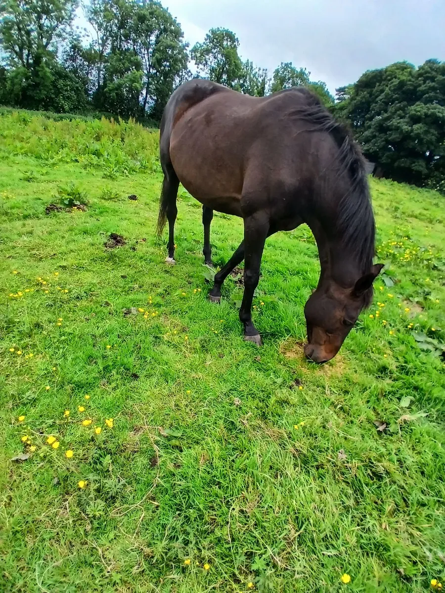 Tb mare - Image 1