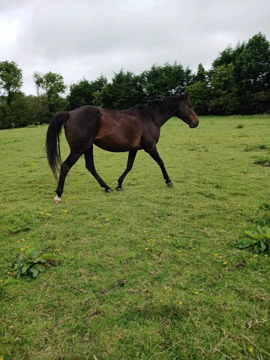 Tb mare - Image 3