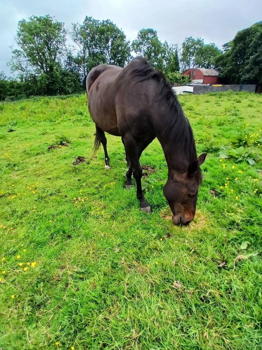 Tb mare - Image 4