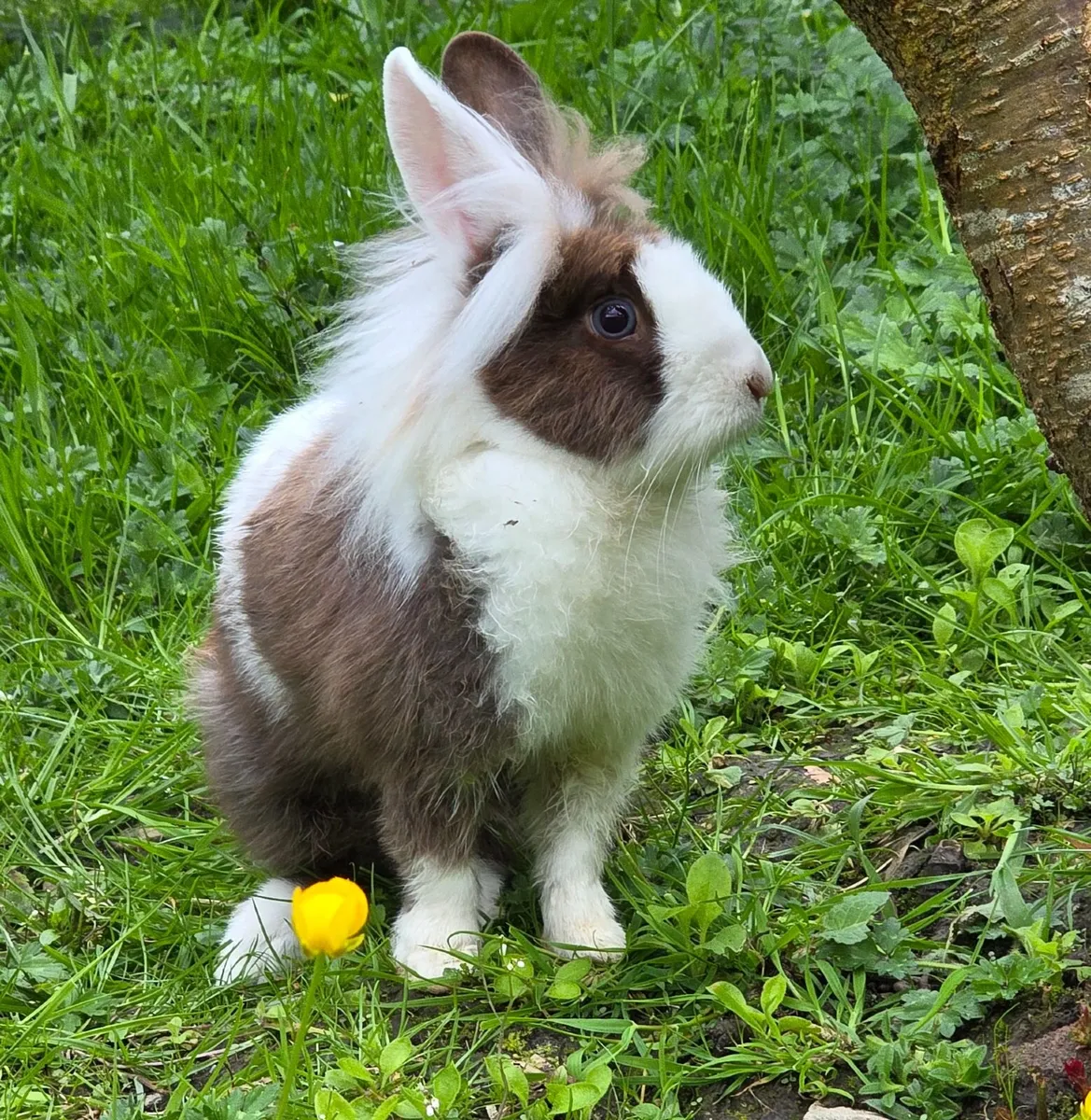 Well Socialized Lionhead x Dwarf Bunny Rabbits