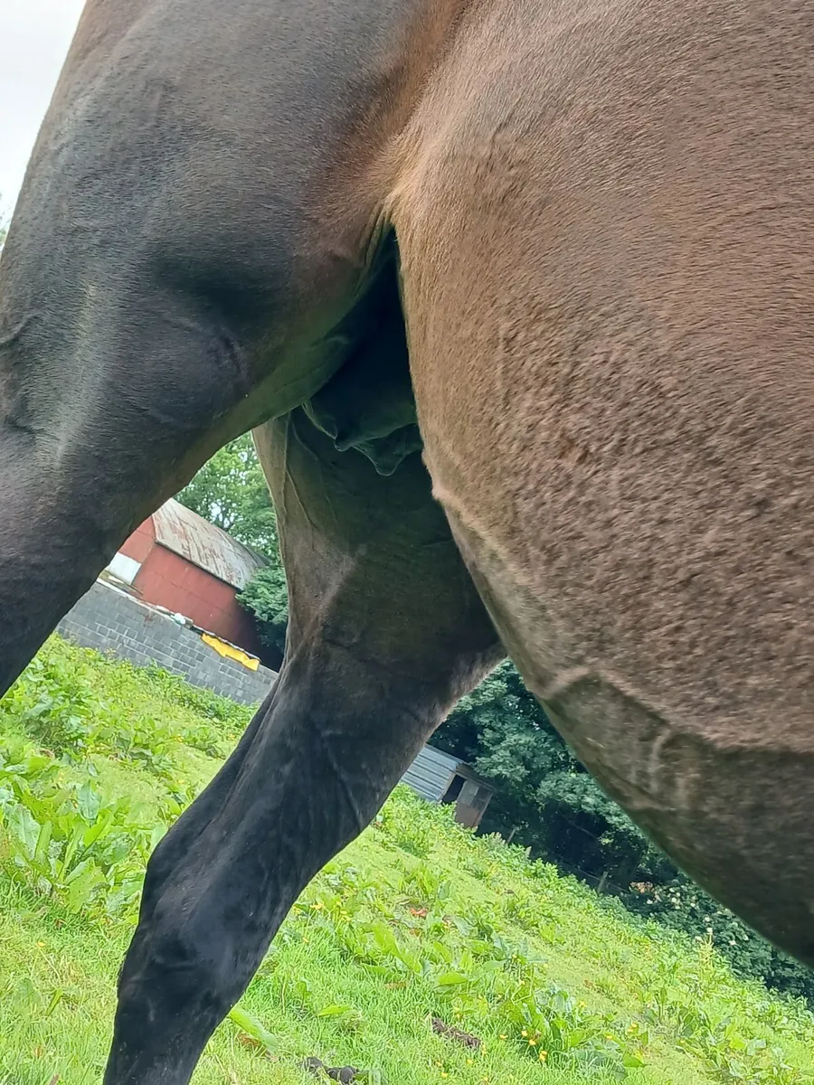 Tb mare - Image 2