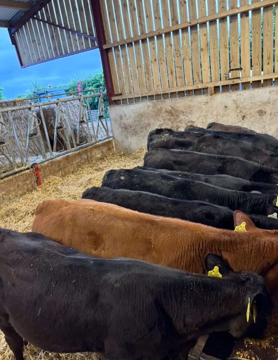 9 smashing 160 kg runner heifers 🔥 - Image 1