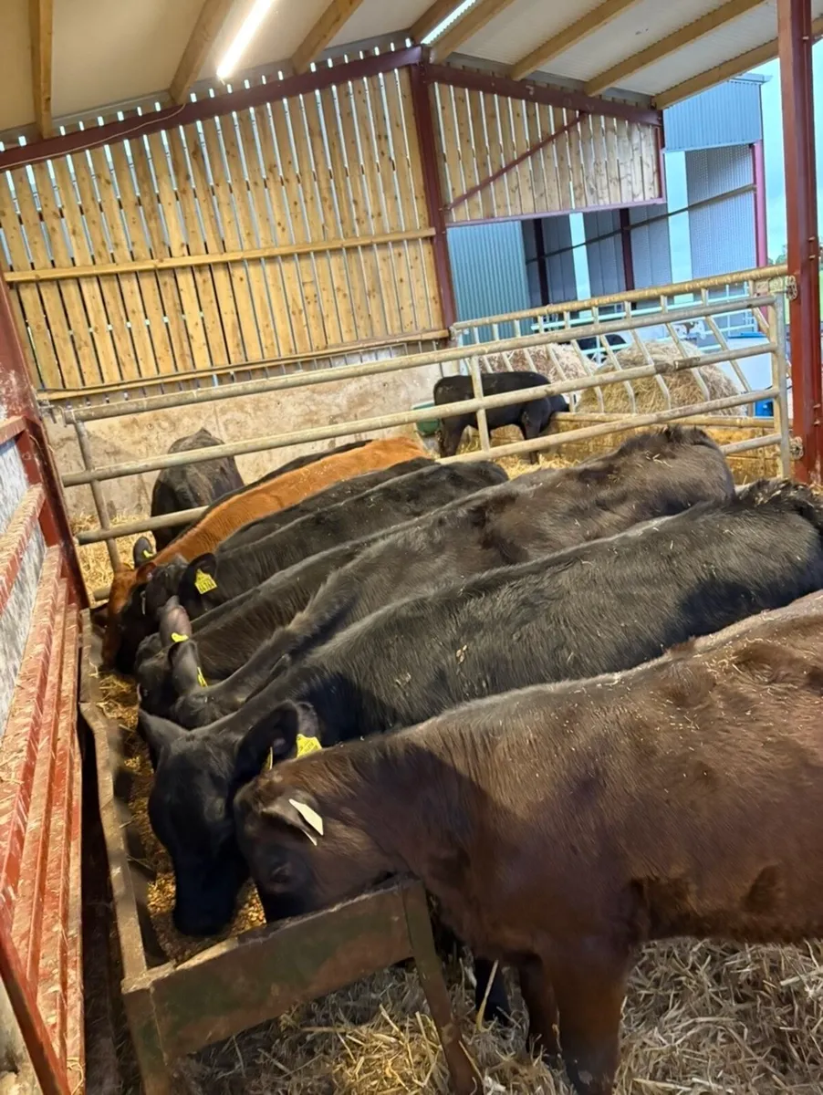 9 smashing 160 kg runner heifers 🔥 - Image 2
